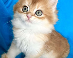 Кошки в Москве: Котики , котята  Мальчик, 30 000 руб. - фото 6