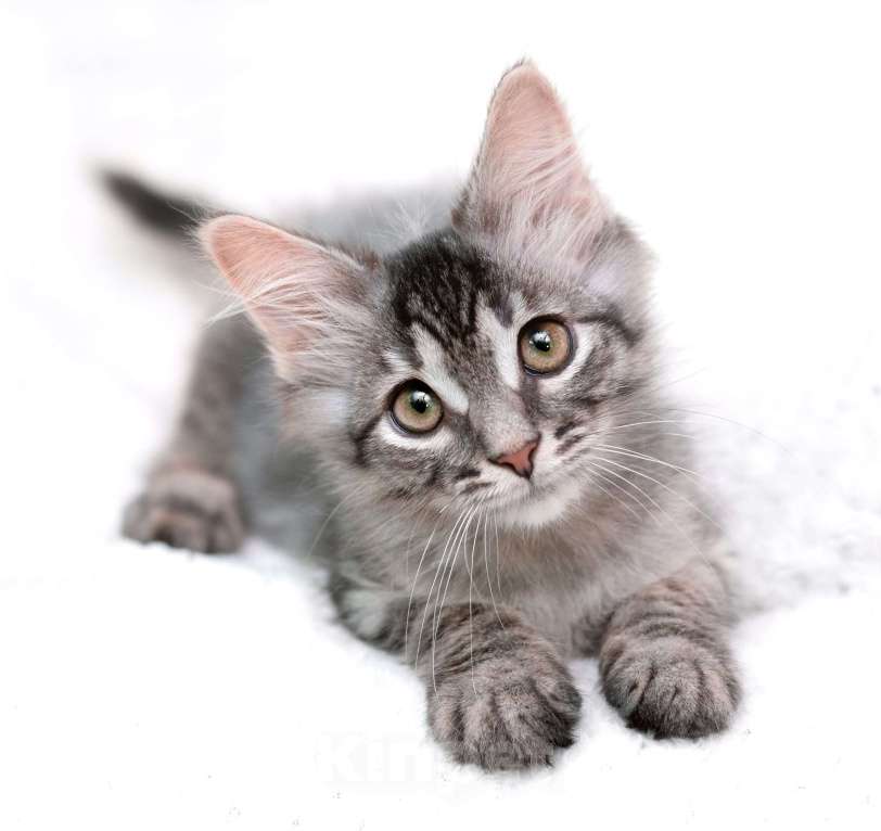 Кошки в Москве: Пушистый котёнок Вертолётик в добрые руки Мальчик, 1 руб. - фото 5