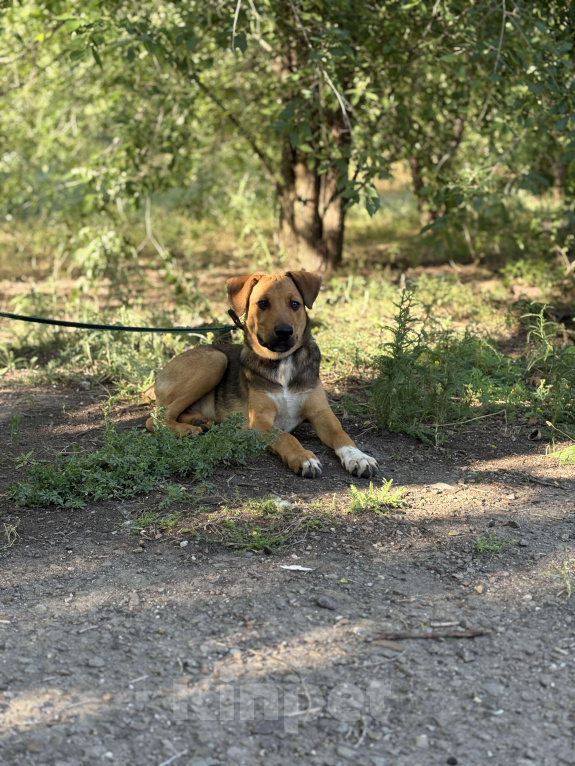 Собаки в Ростове-на-Дону: Щенок в добрые руки Мальчик, Бесплатно - фото 4