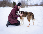 Собаки в Москве: Собака-позитив, добрая, ласковая Груня ищет дом Девочка, Бесплатно - фото 7