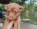 Собаки в Краснодаре: Отдам в добрые руки милого щенка  Мальчик, Бесплатно - фото 2