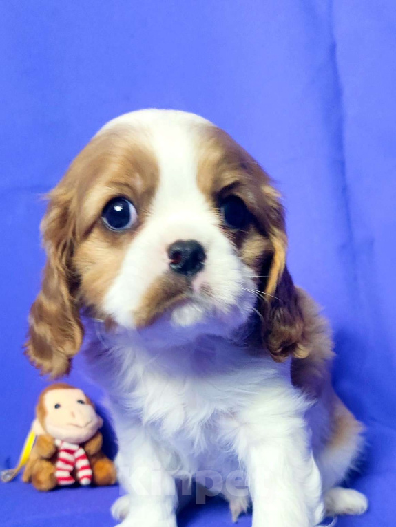 Собаки в Санкт-Петербурге: Красивый мальчик кавалер Кинг Чарльз спаниель  Мальчик, 100 000 руб. - фото 2