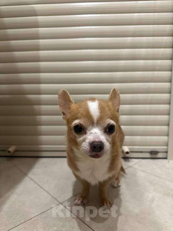 Собаки в Звенигороде: найдена собака ( звенигород ) Мальчик, Бесплатно - фото 2