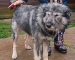 Собаки в Москве: Добродушный Грэй в поисках своей семьи и дома Мальчик, 100 руб. - фото 6