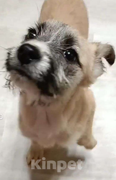 Собаки в Лосином-Петровском: Ханта якутенок из ледяного  подъезда Девочка, Бесплатно - фото 2