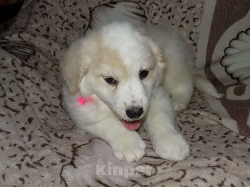 Собаки в Москве: Золотистый ретривер, mix девочка Девочка, 15 000 руб. - фото 1