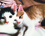 Кошки в Пятигорске: Симба Мальчик, Бесплатно - фото 2
