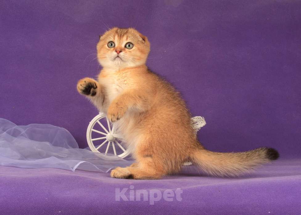 Кошки в Санкт-Петербурге: Золотая кошечка 🎀 скоттиш фолд Девочка, 45 000 руб. - фото 4