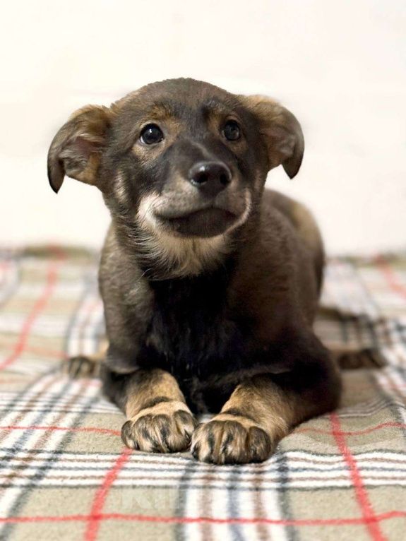 Собаки в Москве: Карапуз Марсель Мальчик, Бесплатно - фото 1