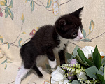 Кошки в Сосновом Бору: Котенок Кроха Девочка, Бесплатно - фото 6