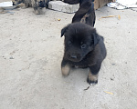 Собаки в Волгодонске: Отлам в добрые руки, стерилизацию помогу сделать если нужно Девочка, Бесплатно - фото 3
