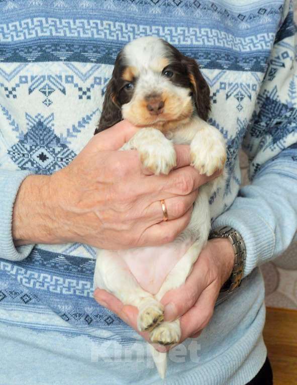 Собаки в Переславле-Залесском: Английского кокера щенок Девочка, Бесплатно - фото 1