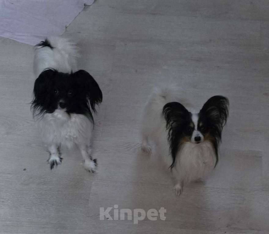 Собаки в других городах Московской области: Щенки Папийон девочки и мальчики Мальчик, 25 000 руб. - фото 1