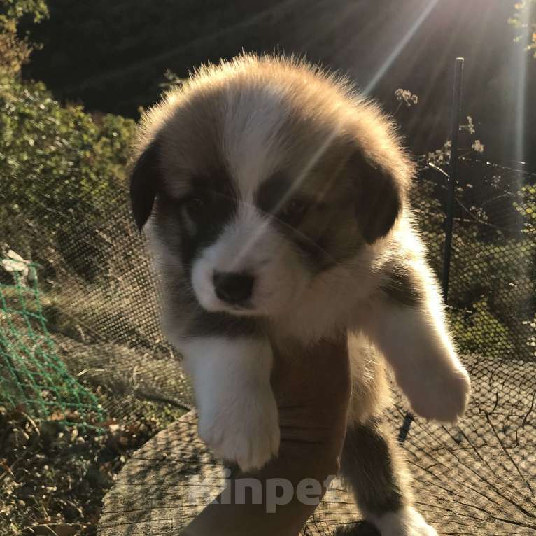 Собаки в других городах Краснодарского края: Вельш Корги Пемброк, щенок 1 Девочка, Бесплатно - фото 3