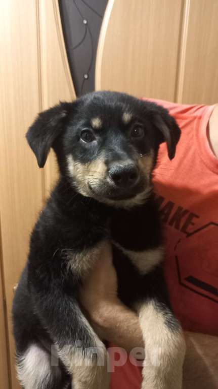 Собаки в Казани: Срочно помогите найти тёплый дом и доброго хозяина щенку!  Девочка, Бесплатно - фото 2