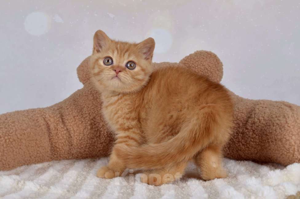 Кошки в Санкт-Петербурге: Британский солнечный котик  Мальчик, 40 000 руб. - фото 4