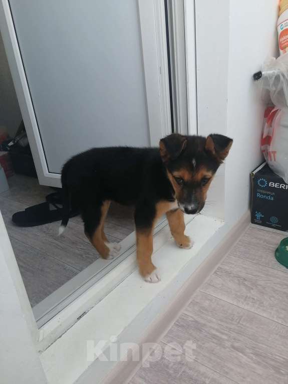 Собаки в Краснодаре: В добрые руки  Девочка, Бесплатно - фото 4