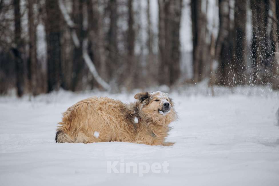 Собаки в Москве: Ласковый мальчик в добрые руки! Мальчик, Бесплатно - фото 3
