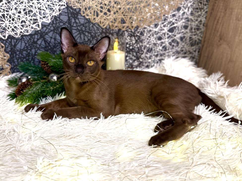 Кошки в Москве: Котята Европейская Бурма Мальчик, 60 000 руб. - фото 2