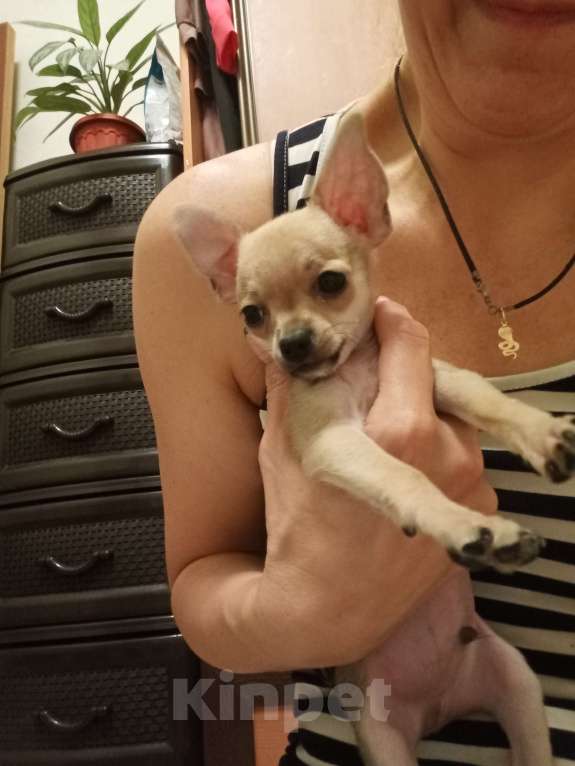 Собаки в Железноводске: Той терьер Девочка, 15 000 руб. - фото 2