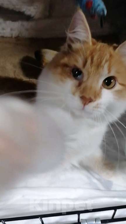 Кошки в Королеве: Рыжка ищет  маму Мальчик, Бесплатно - фото 2