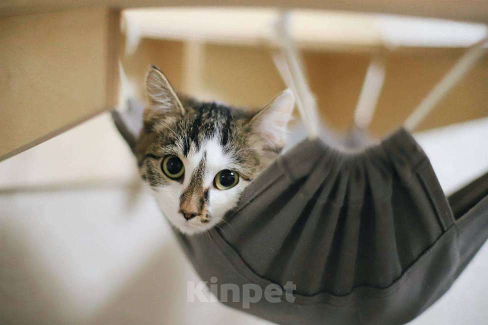 Кошки в Балашихе: Бабл Ти и Котя в одни руки Девочка, Бесплатно - фото 4