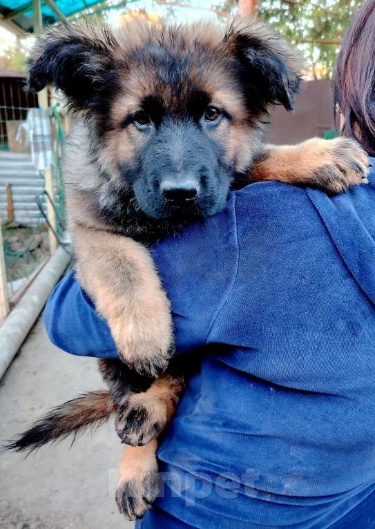 Собаки в Краснодаре: Зонарная девочка Девочка, 55 000 руб. - фото 5