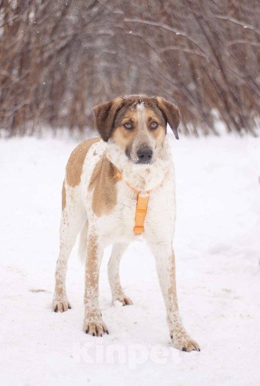 Собаки в Москве: Очень красивый Дэнни в поисках дома Мальчик, Бесплатно - фото 1