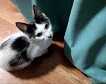 Кошки в Каменске-Шахтинском: 🐾 Пятеро весенних мальчиков ищут хозяев! Мальчик, Бесплатно - фото 3