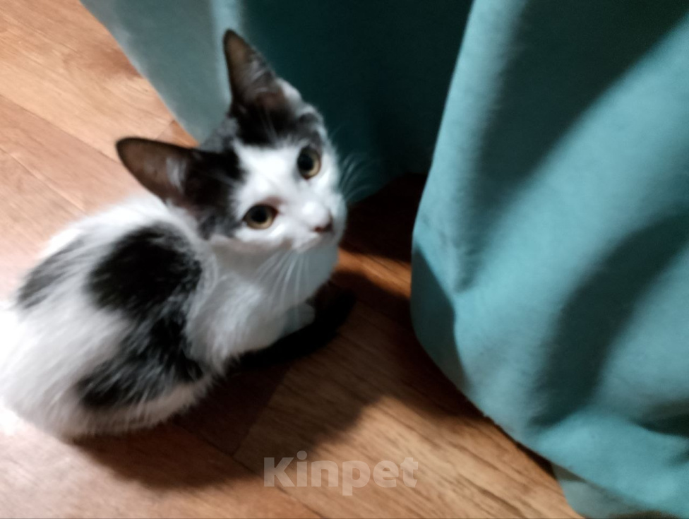 Кошки в Каменске-Шахтинском: 🐾 Пятеро весенних мальчиков ищут хозяев! Мальчик, Бесплатно - фото 3