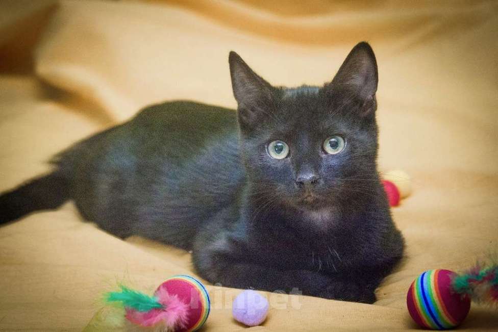 Кошки в Москве: Маленькая крошка котенок Изюминка в добрые руки Девочка, Бесплатно - фото 1