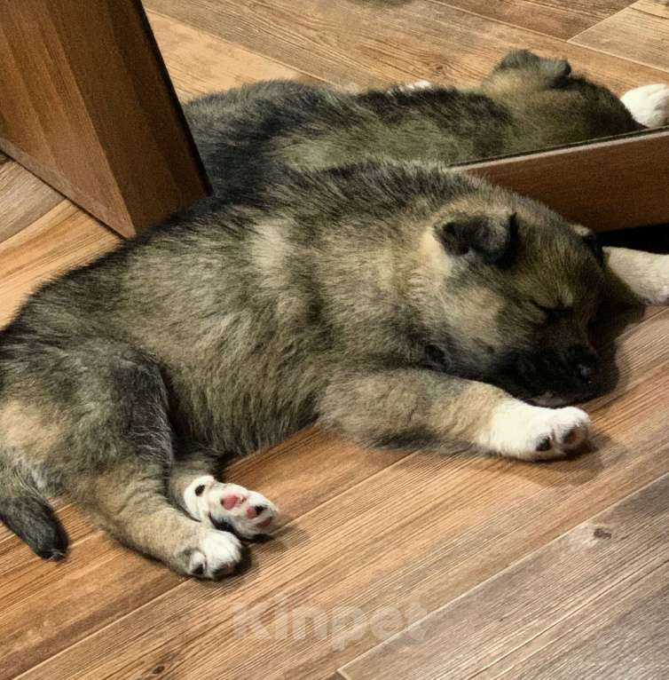 Собаки в Тюмени: отдам щенка в добрые руки  Мальчик, Бесплатно - фото 2