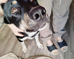 Собаки в Химках: Оди ищет семью Мальчик, Бесплатно - фото 3