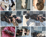 Собаки в Раменском: Щенки французского бульдога  Девочка, 20 000 руб. - фото 1