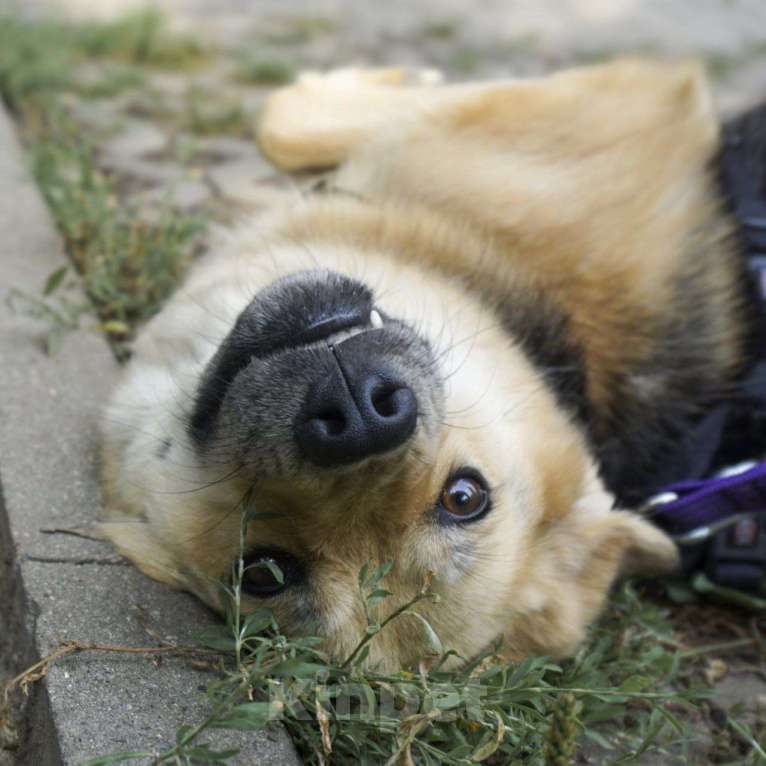 Собаки в Москве: Ищет дом неженка Плюша Девочка, Бесплатно - фото 2