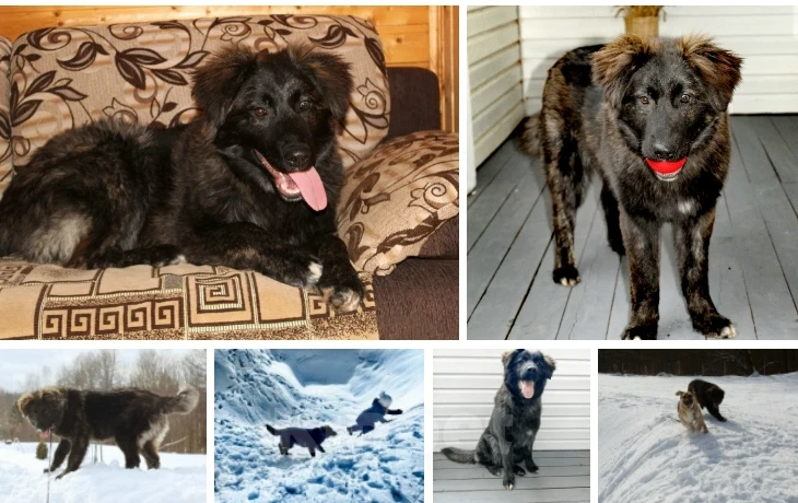 Собаки в Москве: щенок метис в добрые руки Мальчик, Бесплатно - фото 1