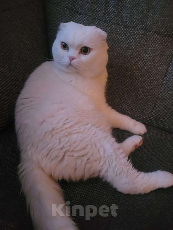 Кошки в Тюмени: Продам котят-британцев Девочка, 5 000 руб. - фото 7