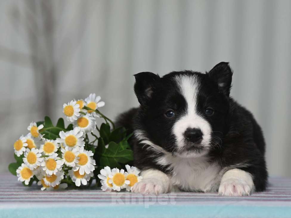 Собаки в Москве: Бордер-колли девочка Девочка, 50 000 руб. - фото 1