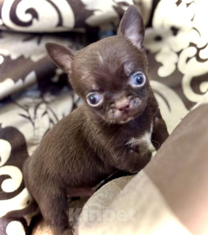 Собаки в Балашихе: Классный мальчишка чихуахуа  Мальчик, 30 000 руб. - фото 6