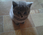 Кошки в Ардоне: Вязка, 1 500 руб. - фото 3