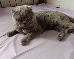 Кошки в Болхове: Кот британский, вислоухий - вязка, Бесплатно - фото 1