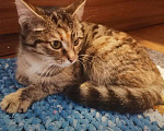 Кошки в Полярном: Котёнок подросток девочка Девочка, Бесплатно - фото 2