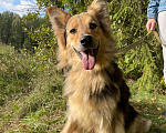 Собаки в Клине: Луша - красавица на коротких лапках Девочка, Бесплатно - фото 1
