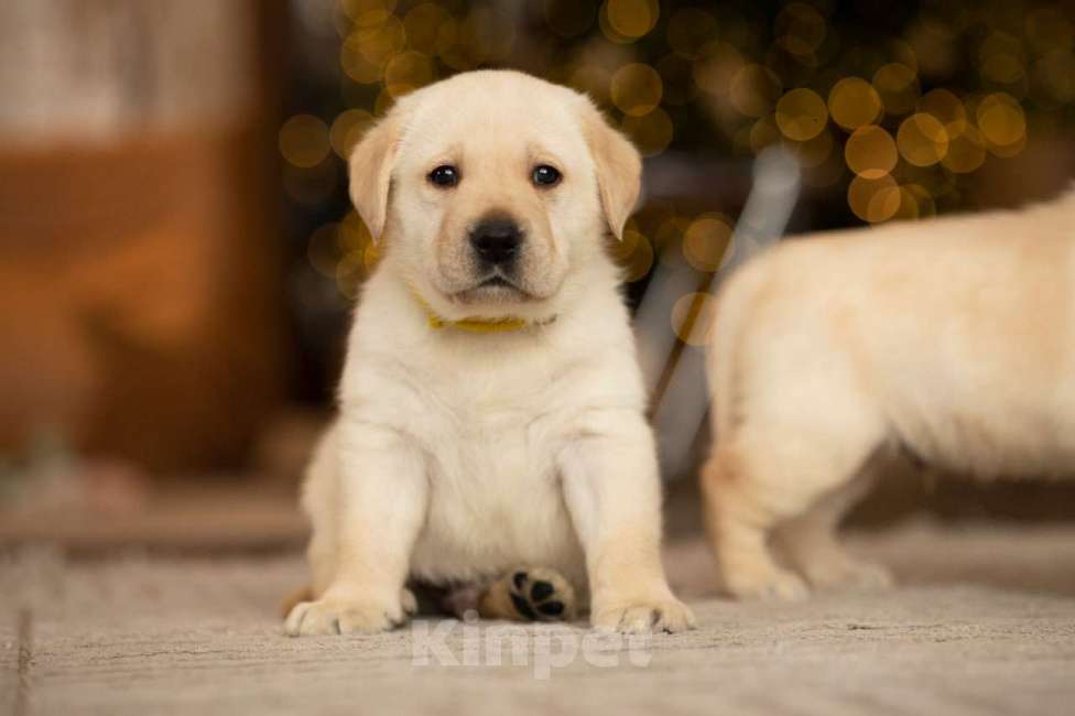 Собаки в Санкт-Петербурге: IRISLAV COME TRUE Мальчик, 140 000 руб. - фото 6