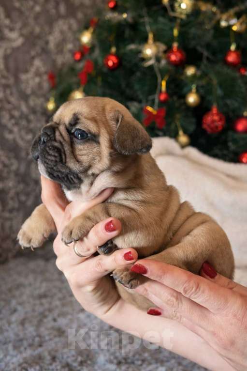 Собаки в Краснодаре: Французский бульдог, щенок Мальчик, 35 000 руб. - фото 3