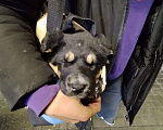 Собаки в Красноармейске: Метис ротвейлера в очень добрые руки. Самая милая девочка на свете  Девочка, Бесплатно - фото 2