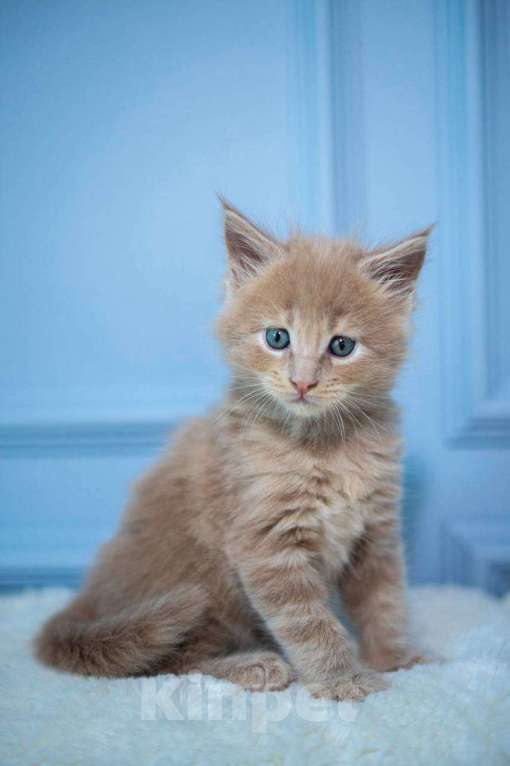 Кошки в Санкт-Петербурге: Продаем Котят породы Мейн-Кун Девочка, 30 000 руб. - фото 7