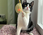 Кошки в Котельнике: Молодой маркизный котенок Стёпка Мальчик, Бесплатно - фото 2