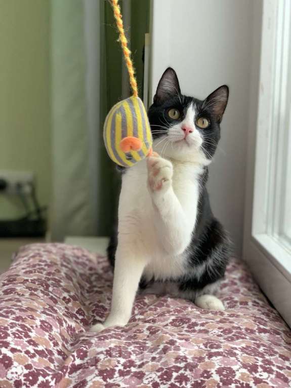 Кошки в Котельнике: Молодой маркизный котенок Стёпка Мальчик, Бесплатно - фото 2