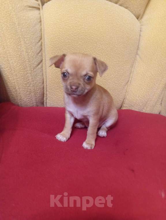 Собаки в Москве: Щенок чихуахуа  Мальчик, 20 000 руб. - фото 2